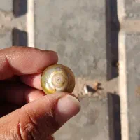 باباقوری|جواهرات|آیسک, |دیوار