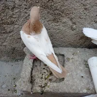 کبوتر سینیه|پرنده|دهدشت, |دیوار