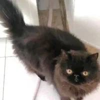 حیوان یک کالا نیست...