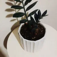 زاموفیلیا ی بلک