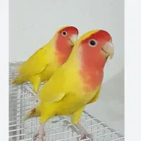 کوتوله برزیلی