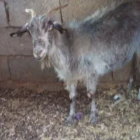 سه تا گوسفند|حیوانات مزرعه|کرمان, |دیوار