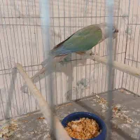 سانچیک گرینچیک فنچ نرگسی|پرنده|ماهدشت, |دیوار