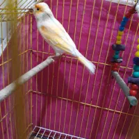 قناری نر|پرنده|بندر ماهشهر, |دیوار