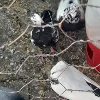 کبوتر فروشی|پرنده|اصفهان, شهرک صنعتی جی|دیوار