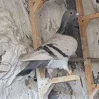 کبوتر رنگی و خارجی|پرنده|اهرم, |دیوار