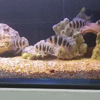 فرانتوزا|ماهی|خرمشهر, |دیوار