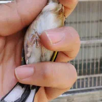 سهره نشون دار|پرنده|تهران, خلیج فارس|دیوار