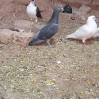کفتر و کبوتر
