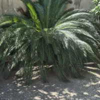 فروش برگ سیکاس