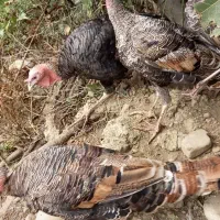 بوقلمون محلی وکرچ شو