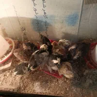 جوجه لاری شامو فروشی گرمدره