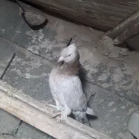 کبوتر کاشان سرور|پرنده|مرند, |دیوار