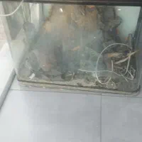 اکواریوم