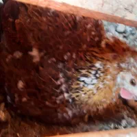 مرغ لری کرچ|حیوانات مزرعه|مبارکه, |دیوار