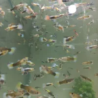 ماهی کوپی خوش رنگ|ماهی|اصفهان, سروستان|دیوار