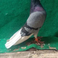 فروش کبوتر شازده