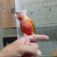 جوجه آناناسی