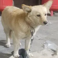 فروش  سگ آپارتمانی(اشپیتزـتریر۳س،۲س|سگ|مهریز, |دیوار