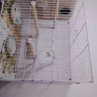 عروس هلندی جفت مولد