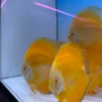 تهران دیسکس فروش دیسکس و تجهیزات اکواریوم پلنت|ماهی|تهران, ستارخان|دیوار