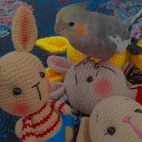 عروس هلندی نر سخنگو|پرنده|گرگان, |دیوار