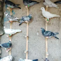 کفتر