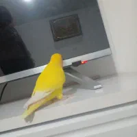 کتوله   زرد نر      درشت
