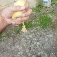 اردک پکنی زیبا یک هفته ای|حیوانات مزرعه|رشت, چله خانه|دیوار