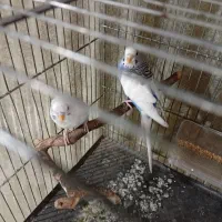 یک جفت مرغ عشق نر دستی|پرنده|ری, شهادت|دیوار