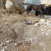 توله سگ|سگ|درگزین, |دیوار