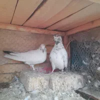 مایه کفتر پرشی