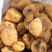 سیب زمینی لوکس بستان آباد|خوردنی و آشامیدنی|بستان آباد, |دیوار