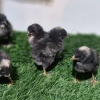 فروش ویژه جوجه های خاص|حیوانات مزرعه|قم, بوستان جوان|دیوار