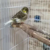 قناری مست گلاستر