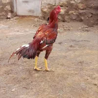 فروش خروس لاری