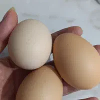 تخم مرغ خانگی تازه