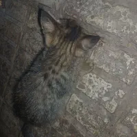 گربه خانگی وگذار میکنیم