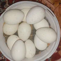 تخم بوقلمون محلی وتخم غاز