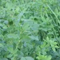 فروش یامعاوضه