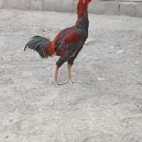 لل خروس نسل دار