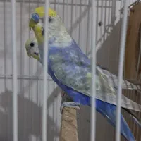 مرغ عشق خاص رینبو خاص رنگین کمانی|پرنده|تهران, سجاد|دیوار