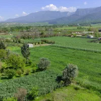 زمین باغی شموشک