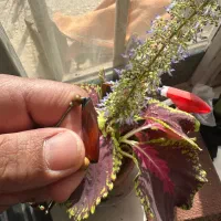 انگشتر نگین سنگ یمنی سنگ گردن اویز|جواهرات|یزد, |دیوار