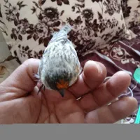 سهره (گلبسر ۲عدد