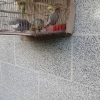 معاوضه پرنده عروس