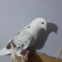 کفتر پشت سرور هما نر