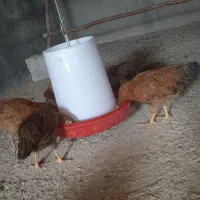 مرغ|حیوانات مزرعه|سرپل ذهاب, |دیوار