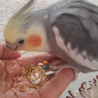 عروس هلندی