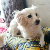 سگ نژاد اشتپیز